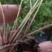 Eriocaulon thysanocephalum S.M.Phillips